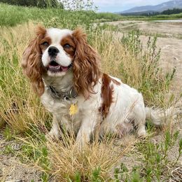 Mia - Cavalier King Charles Spaniel