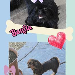 Shih Tzu puppies from Californiadreamyshihtzus