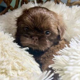 Chocolate Liver Male - Liver male Shih Tzu puppy in Mendenhall, Mississippi from Hollingsworth Shih Tzus