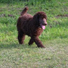 Poodle Puppies from RK'S Pets