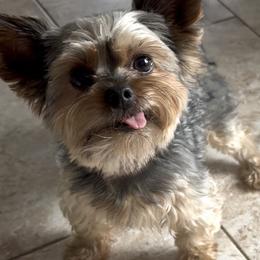 Titus - Yorkshire Terrier