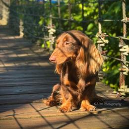 Atlas - Dachshund