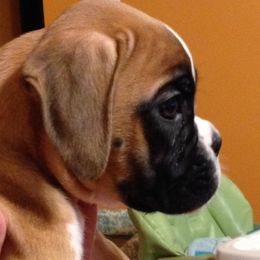 Boxer Puppies from Aleman Boxers