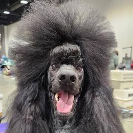 Tahiti - Poodle