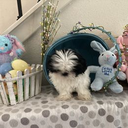 Shih Tzu Puppies from Little Lions West