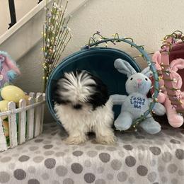 Shih Tzu Puppies from Little Lions West