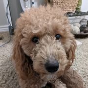 Penny - Whoodle