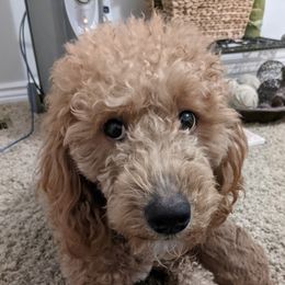 Penny - Whoodle