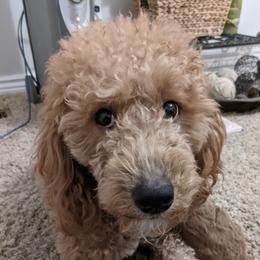 Penny - Whoodle