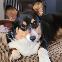 Pembroke Welsh Corgis from The 6Ks Paws and Hobbies
