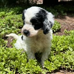 Daisy - Parti female Goldendoodle puppy in Monument, Colorado from Colorado Dreamin Doodles