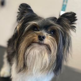 Flynn - Biewer Terrier