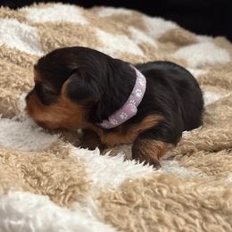 Tig - Purple - Black and gold female Yorkshire Terrier puppy in Bakersfield, California from Yorkie Love