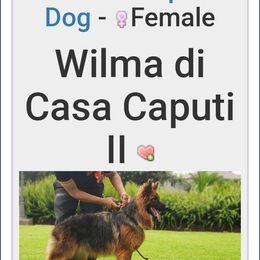 German Shepherd Puppies from Von Hazel Haus German Shepherds