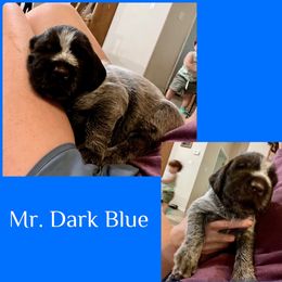 Scout - Brown and gray male Wirehaired Pointing Griffon puppy in Tollhouse, California from Rocking S Griffons