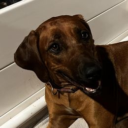 Rhodesian Ridgebacks from RR Ridgebacks