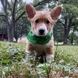 Boy 2 - Red male Pembroke Welsh Corgi puppy in Pikeville, Tennessee from Rock Solid Ranch