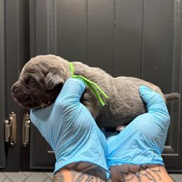 Male 5 - Gray brindle male Cane Corso puppy in Cashion, Oklahoma from APEXOK Cane Corsos LLC