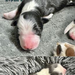 Citation - Black and white male Border Collie puppy in Oakley, California from Von Guadachi German Shepherds & Audacity Border Collies