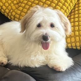 Thor - Havanese