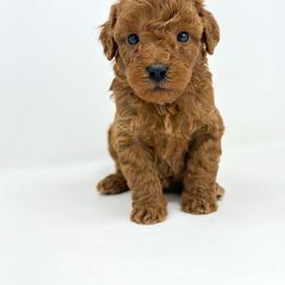 David - Red  male Goldendoodle puppy in Davison, Michigan from Dreaming Doodles