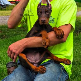 Gloria - Red and rust female Doberman Pinscher puppy in China Township, Michigan from Snell's Superior Kennel Dobermann & GSP