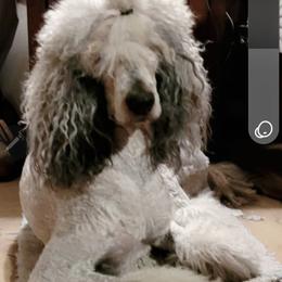Sadie - Poodle