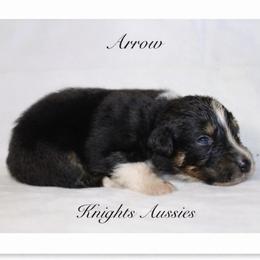 Arrow - Black tri-color male Australian Shepherd puppy in Ceres, California from Knight's Aussies