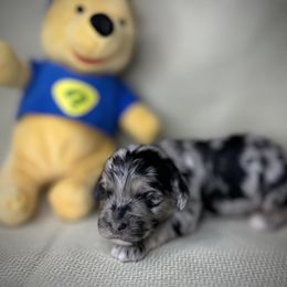 Sam - Merle male Cockapoo puppy in Placerville, California from Rpuppies