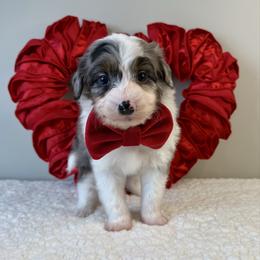 Kristoff - Blue merle male Aussiedoodle puppy in Adams, Nebraska from Boxcar Doodles and Poodles
