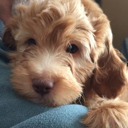 Goldendoodle Puppies from Northwoods Goldendoodles