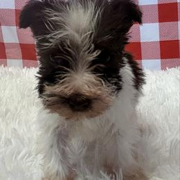 Liver Parti - Liver male Miniature Schnauzer puppy in Clover, South Carolina from Bobo’s Babies Kennels
