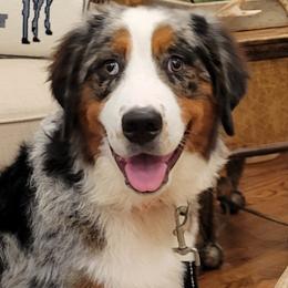 Bernedoodles and Goldendoodles from Elite Goldendoodles and Bernedoodles