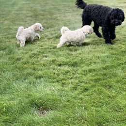 Australian Labradoodle Puppies from Tiny Treasures Australian Labradoodles