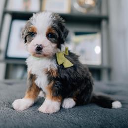 Millie - Merle female Bernedoodle puppy in Murray, Utah from Sun Valley Doodles