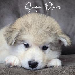 Sugar Plum - Sable and white female Alaskan Malamute puppy in Brookwood, Alabama from Sunset Malamutes