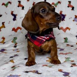 Jim - Red male Dachshund puppy in Sulphur Springs, Texas from Waggin Beach Paradise Doxies