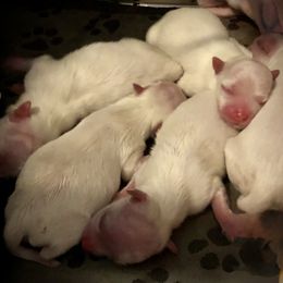 Maltese Puppies from The Royal Furbabies