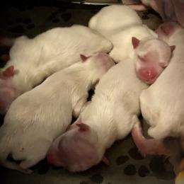 Maltese Puppies from The Royal Furbabies