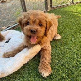 Zinfandel - Golden female Cockapoo puppy in Williamston, South Carolina from Sassy Bob’s Dogs