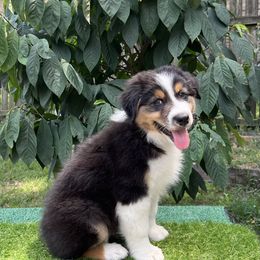 Australian Shepherd Puppies from Mtn Hollow