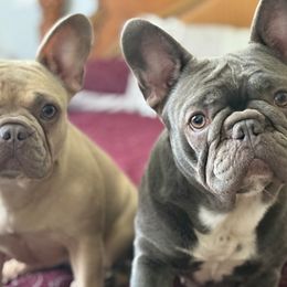 Dachshund and French Bulldog All Grown Up from TheFrenchieVille