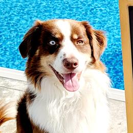 OLIVER - Australian Shepherd