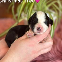 Christmas Tree - Black tri-color female Aussiedoodle puppy in Lancaster, Minnesota from Finney Ranch