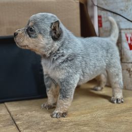 Boy 2 - Blue speckled male Australian Cattle Dog puppy in Hurley, Virginia from BoardCamp Kennels-AKC Australian Cattle Dogs