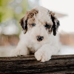 Goldendoodle and Sheepadoodle Puppies from Dooling Doodles