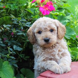 Goldendoodles from Northwest Mini Doodles