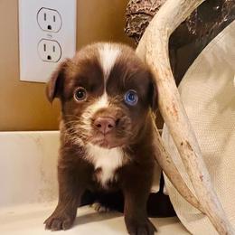 Bonfire - Red & white female Miniature Australian Shepherd puppy in White Plains, Kentucky from Garrett’s Ridge Farm