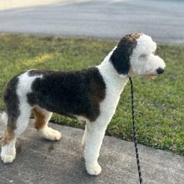Ellie - Bernedoodle