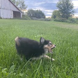 Pomsky Puppies from Rustic Pomskies